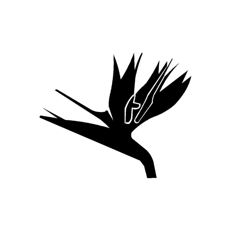 Strelitzia (paradijsvogelbloem) 1