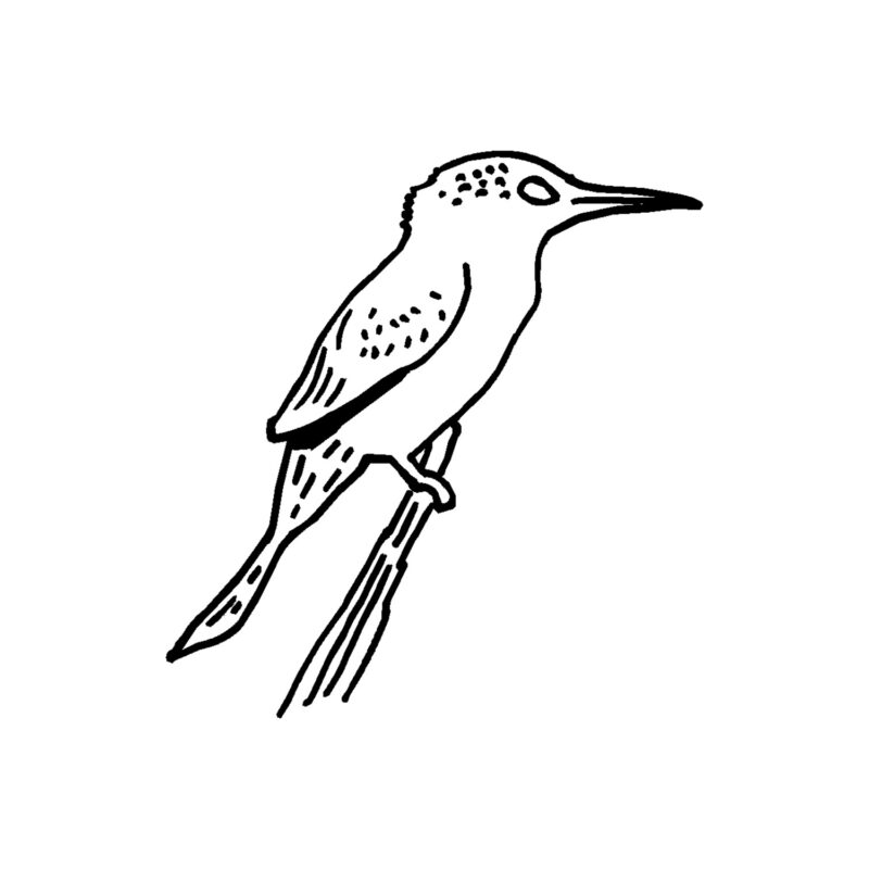 Vogel met tak 10 ijsvogel