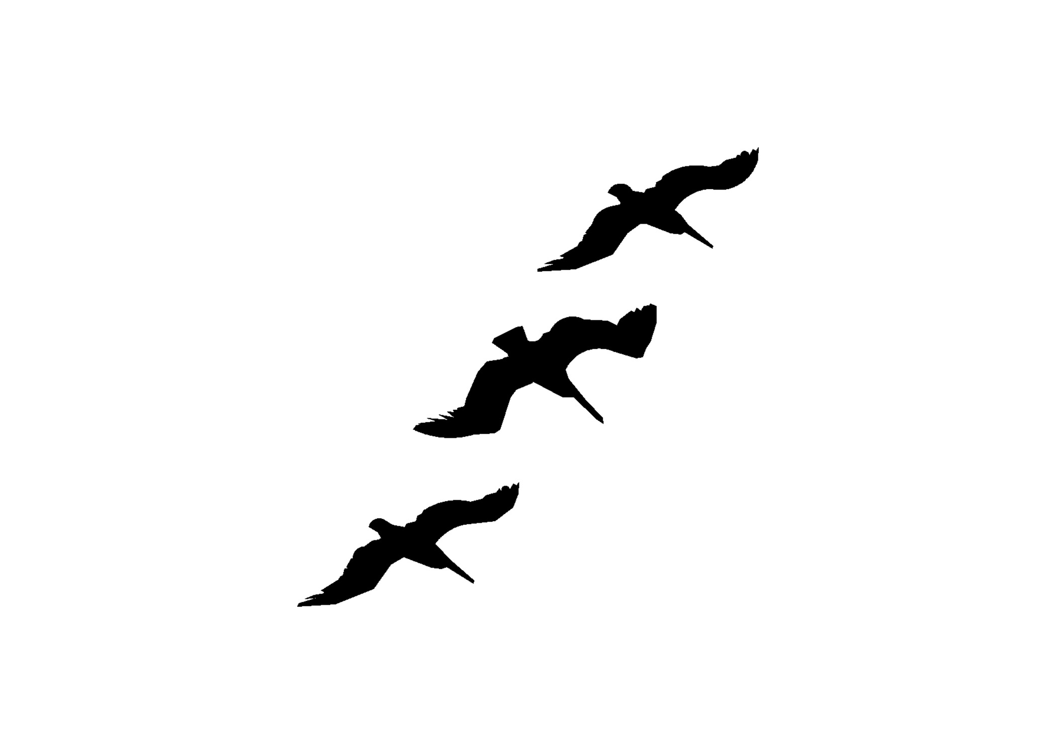 Vogels 3